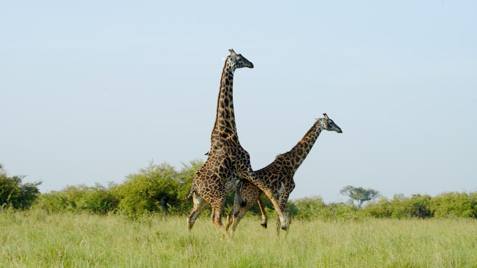 Willa Mara Elatia Camp Maasai Mara Zewnętrze zdjęcie