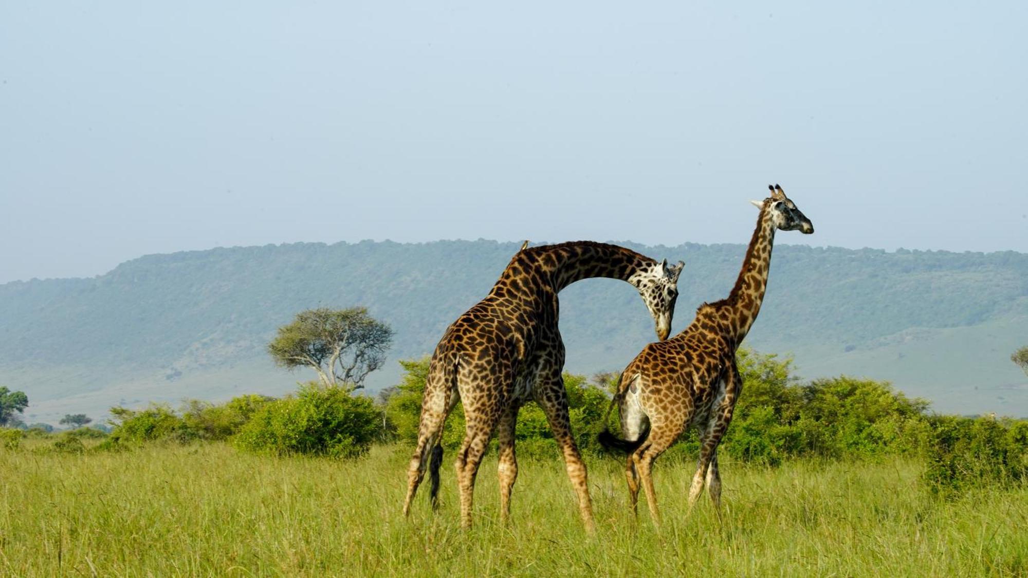Willa Mara Elatia Camp Maasai Mara Zewnętrze zdjęcie