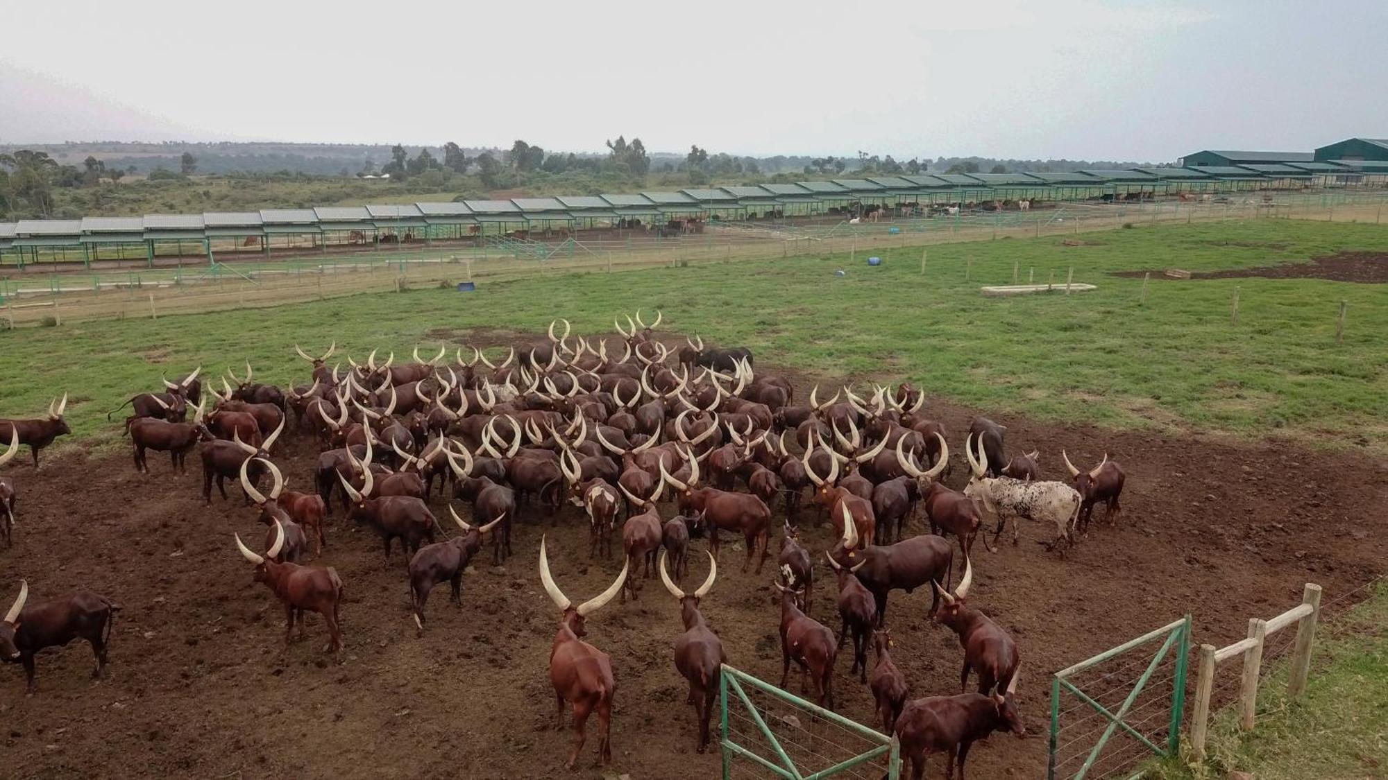 Willa Mara Elatia Camp Maasai Mara Zewnętrze zdjęcie