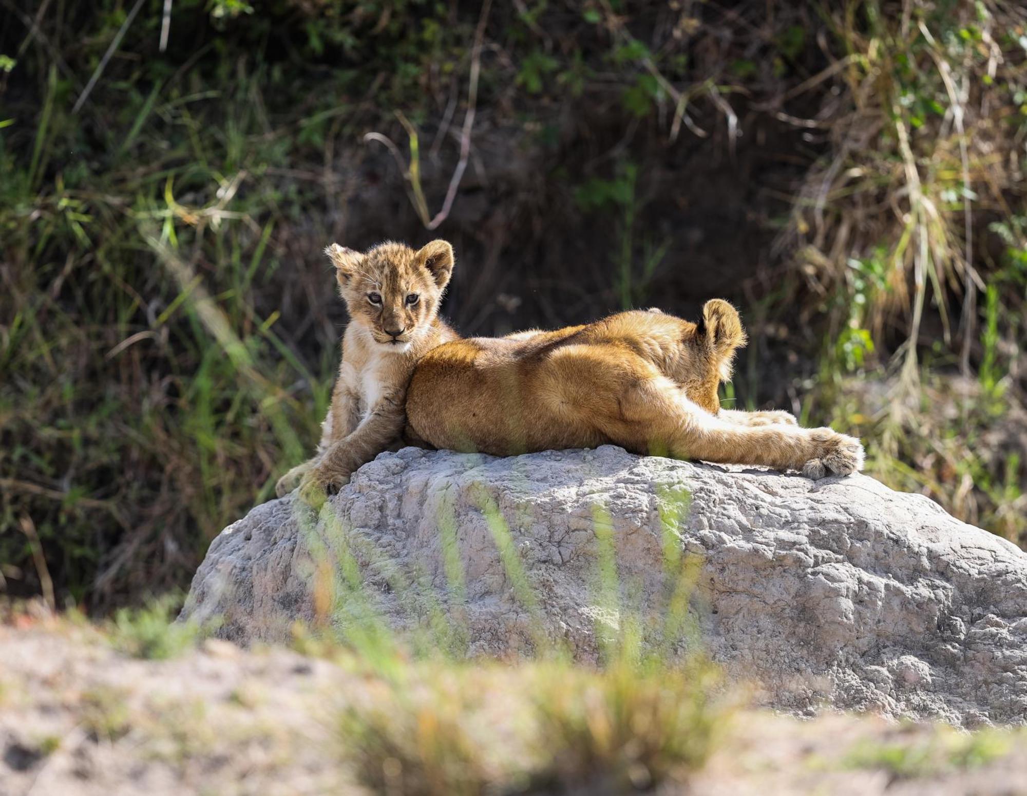 Willa Mara Elatia Camp Maasai Mara Zewnętrze zdjęcie