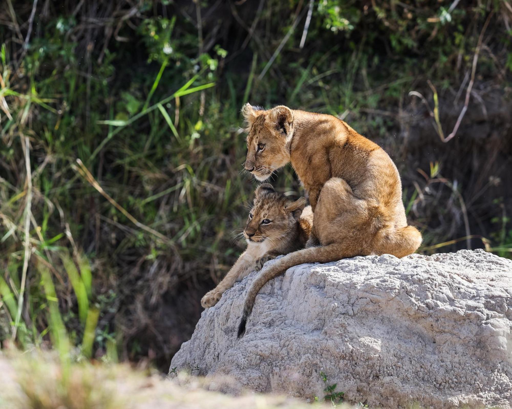 Willa Mara Elatia Camp Maasai Mara Zewnętrze zdjęcie